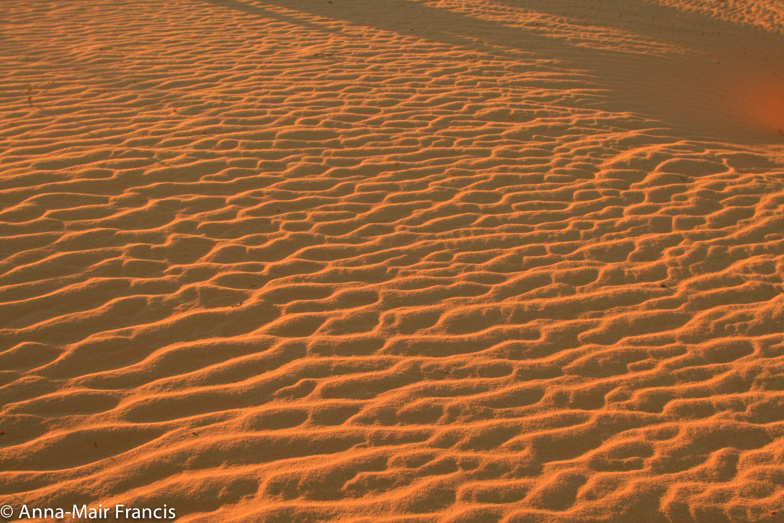 Private Photographic Day Tour of Yanchep and Pinnacles National Parks