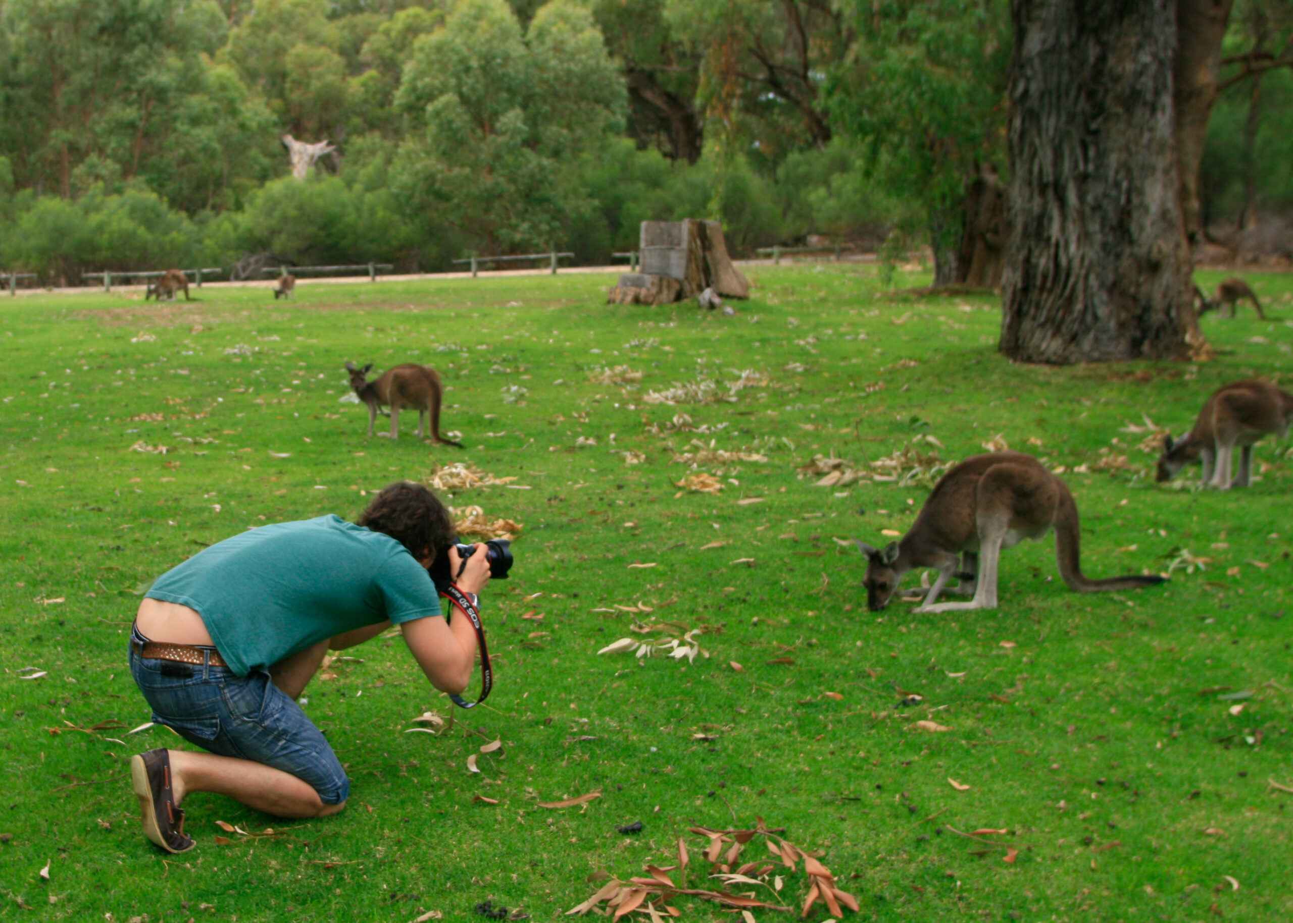 Private Photographic Day Tour of Yanchep and Pinnacles National Parks