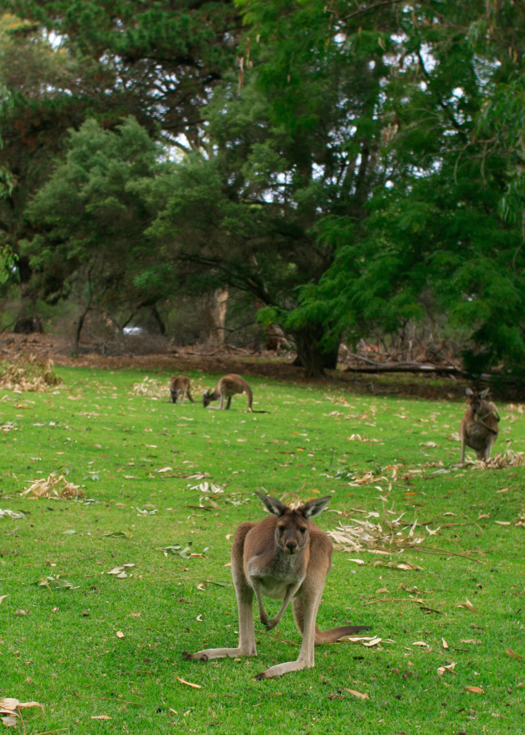 Private Photographic Day Tour of Yanchep and Pinnacles National Parks