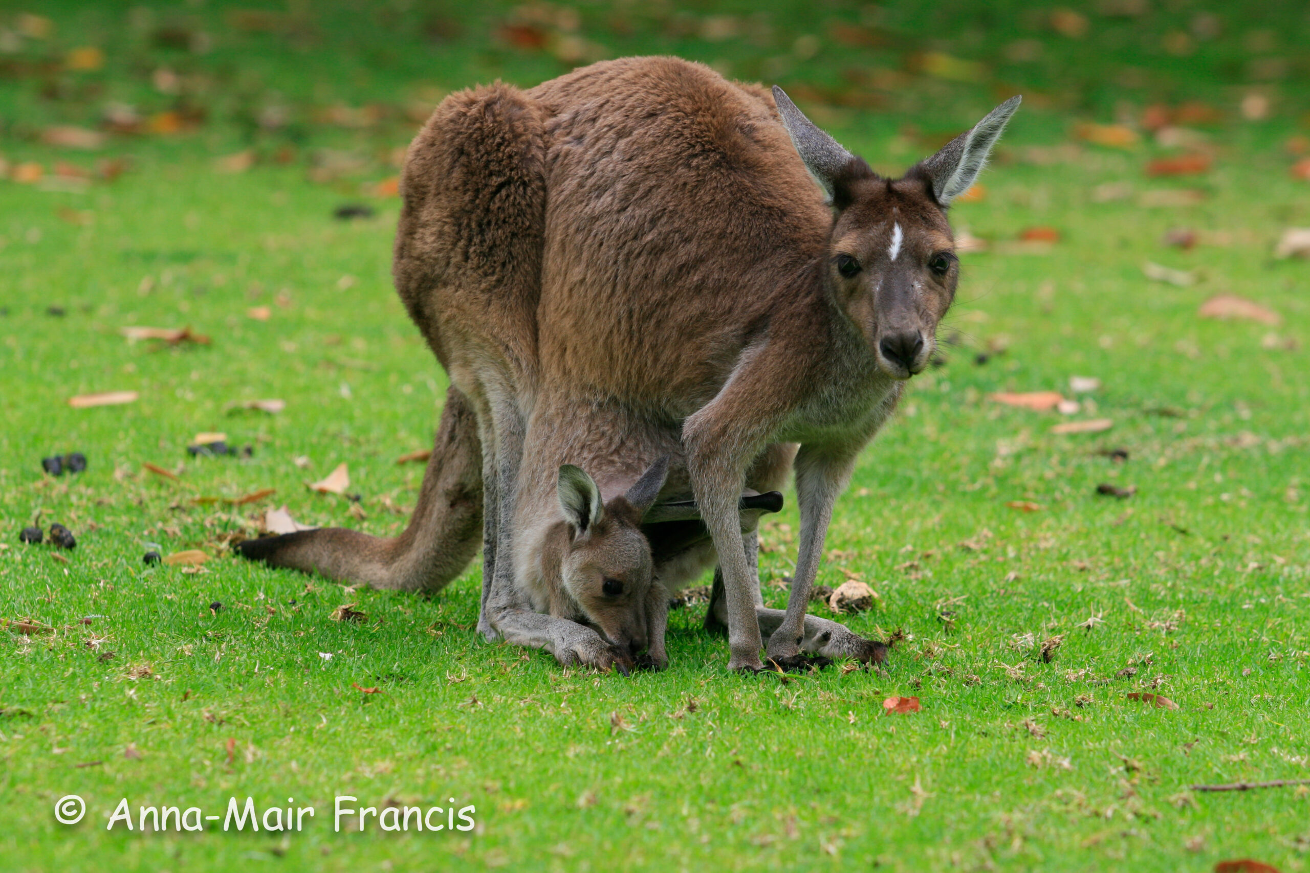 Private Photographic Day Tour of Yanchep and Pinnacles National Parks