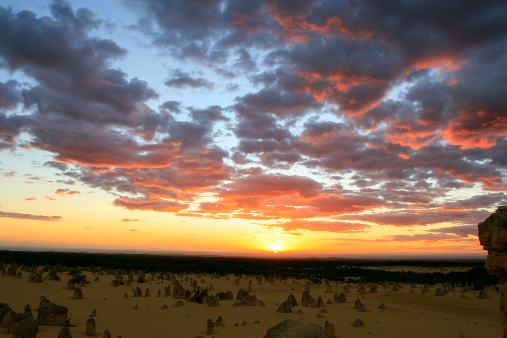 Private Photographic Day Tour of Yanchep and Pinnacles National Parks