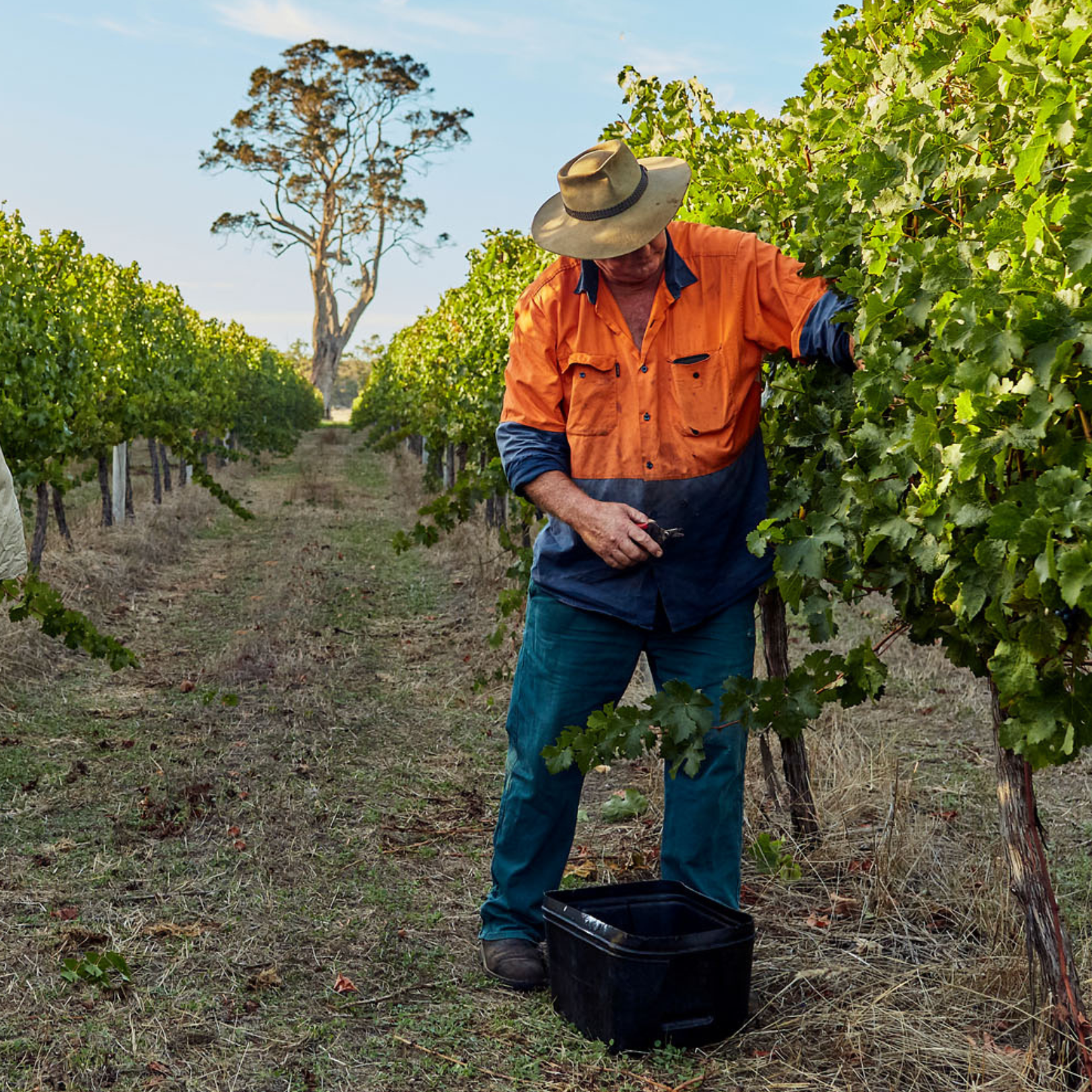 Behind the Scenes Winemaking Experience