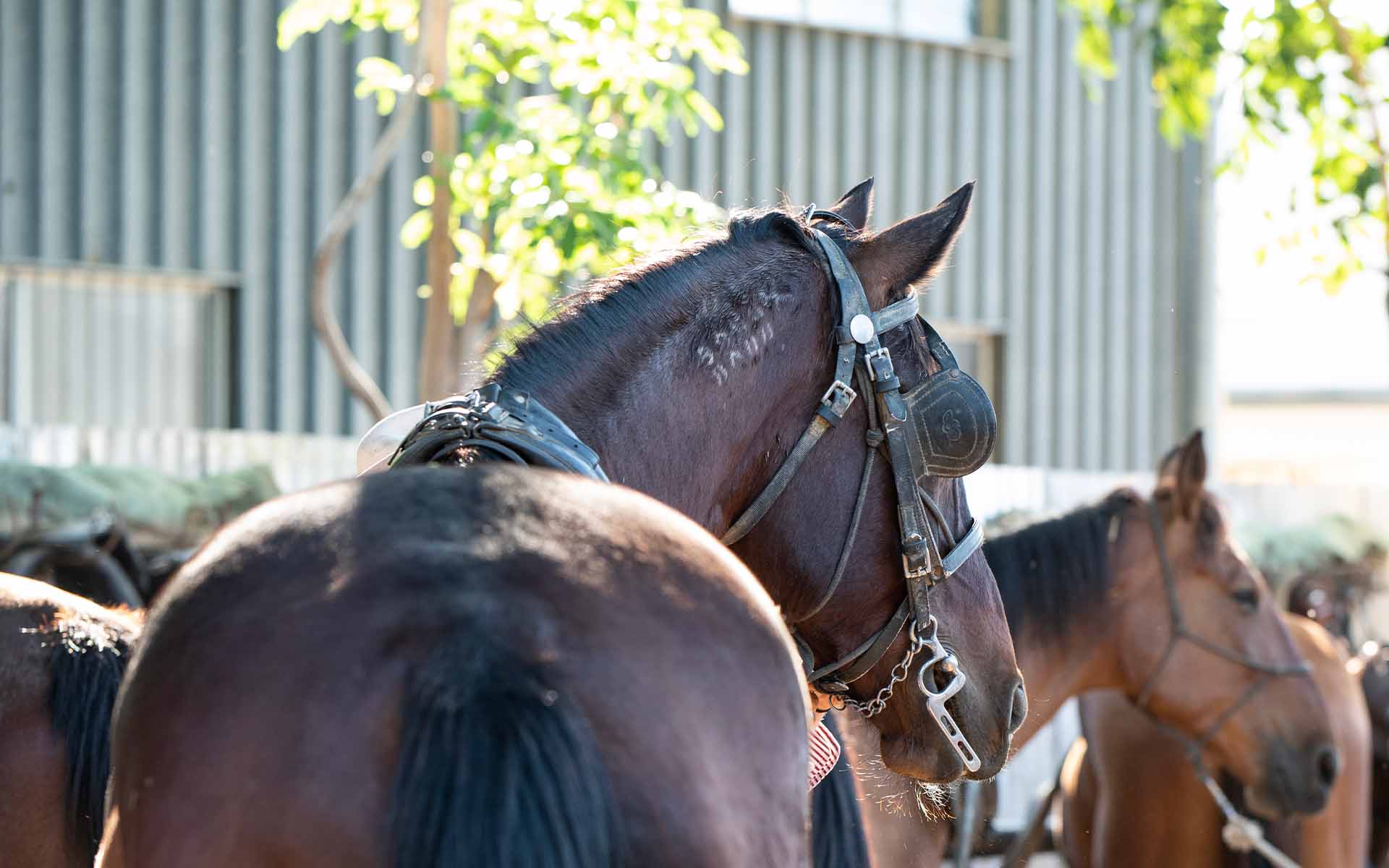 Cobb and Co Stagecoach Experience