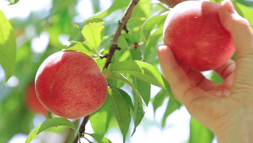 Pick Your Own Stone fruit – Weekday