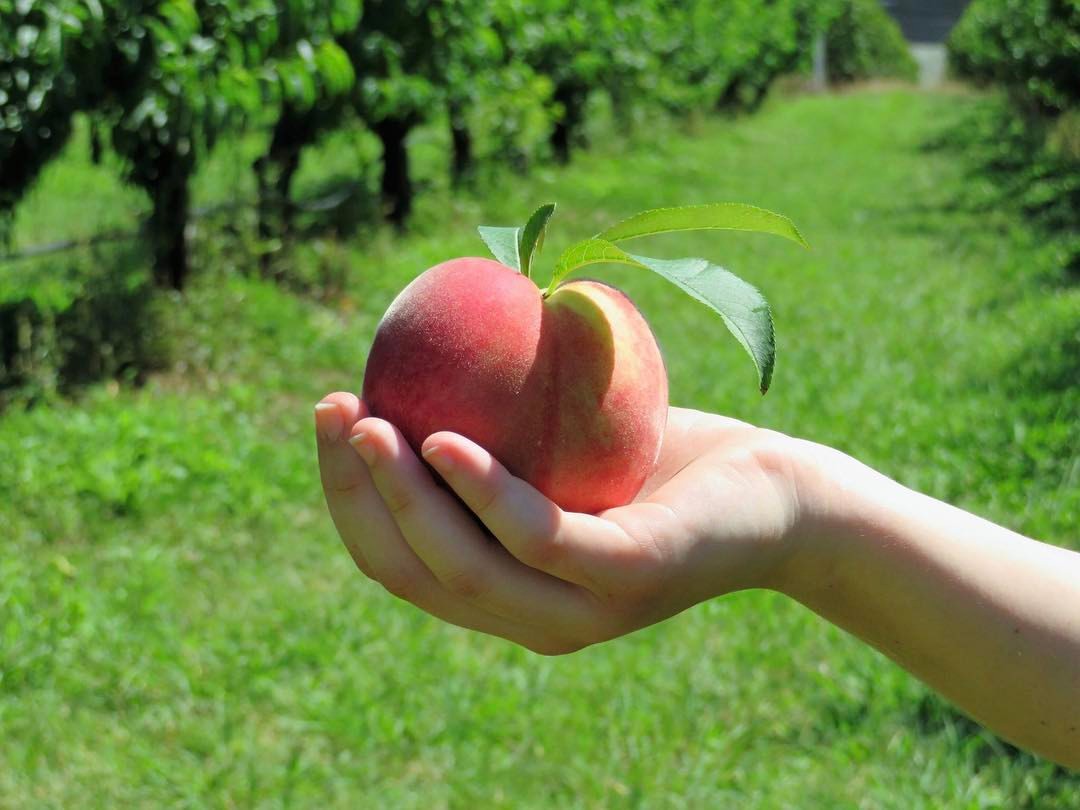 Pick Your Own Stonefruit – Weekends