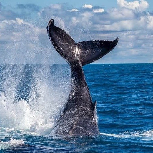 Freedom 3/4 Day Whale Watch Tour - spend more time with the whales