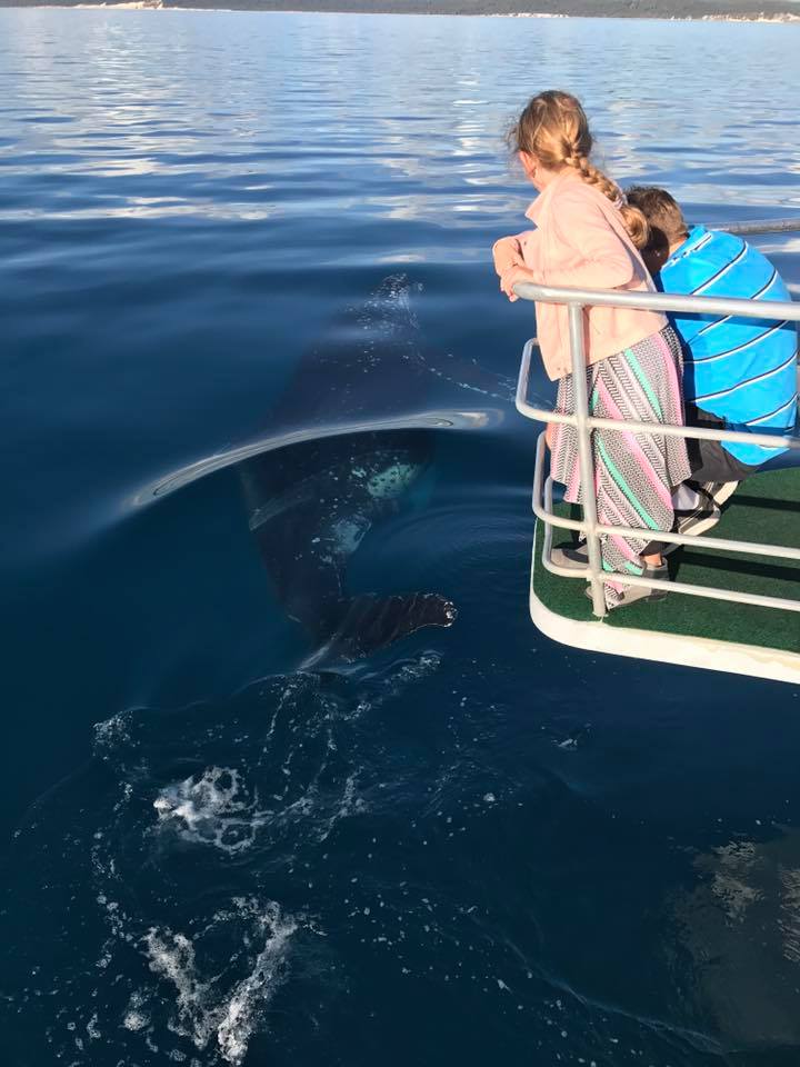 Whales & Lunch @ Fraser Island