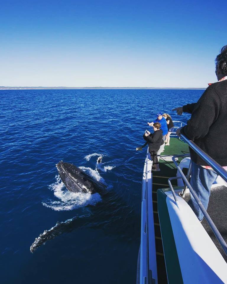 Whales & Lunch @ Fraser Island