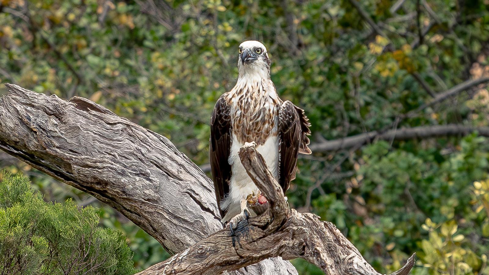 90 MINUTE SWAN RIVER WILDLIFE ECO TOUR