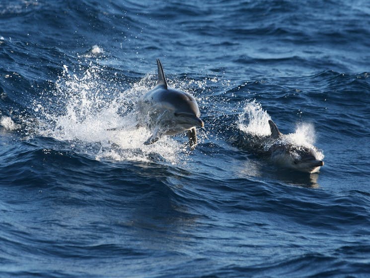 Jervis Bay Whale Watching with Kiama & Grand Pacific Drive From: Sydney (Private)