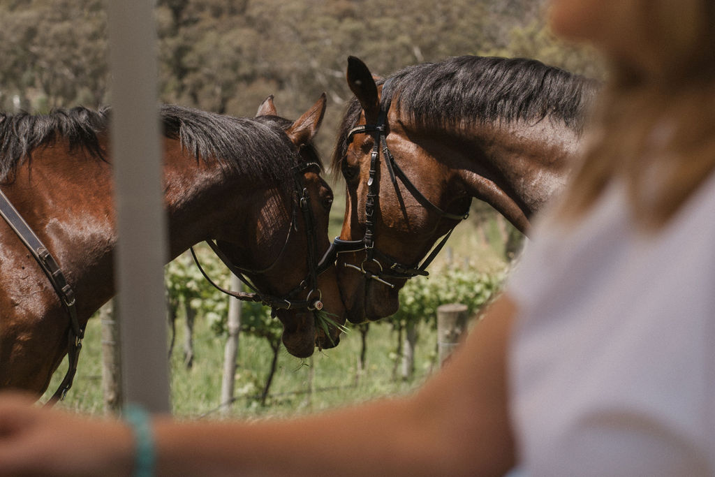 VIP Private Horse Trail Ride & Lunch with Megan Jones at Petaluma (TC)