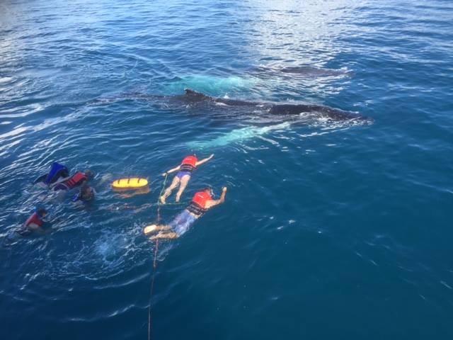 Whales & Lunch @ Fraser Island