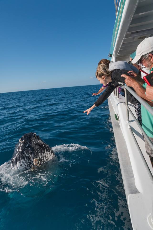 Whales & Lunch @ Fraser Island