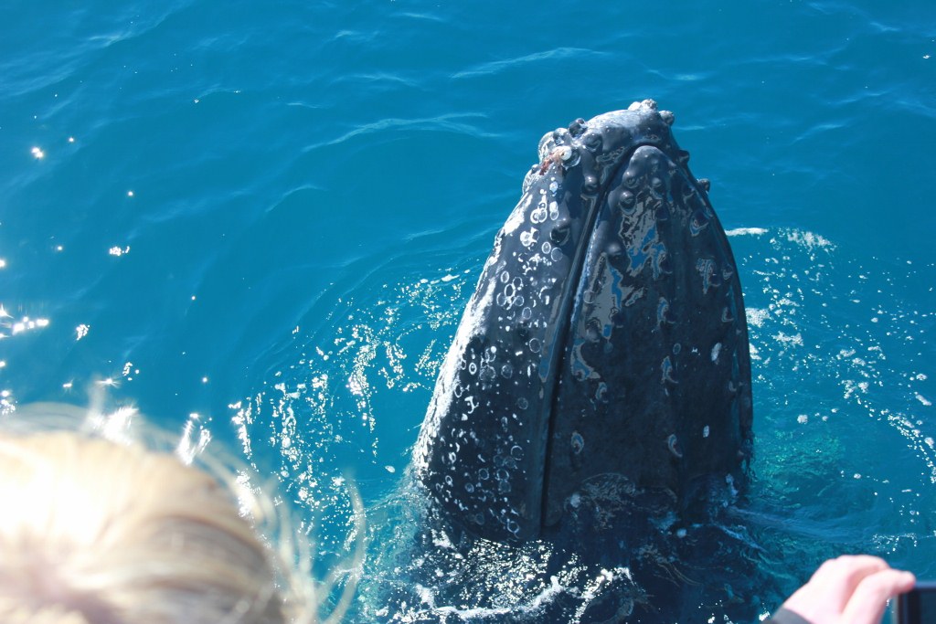 Freedom 3/4 Day Whale Watch Tour - spend more time with the whales