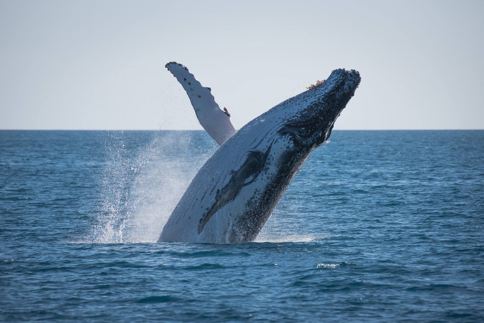 Whales & Lunch @ Fraser Island