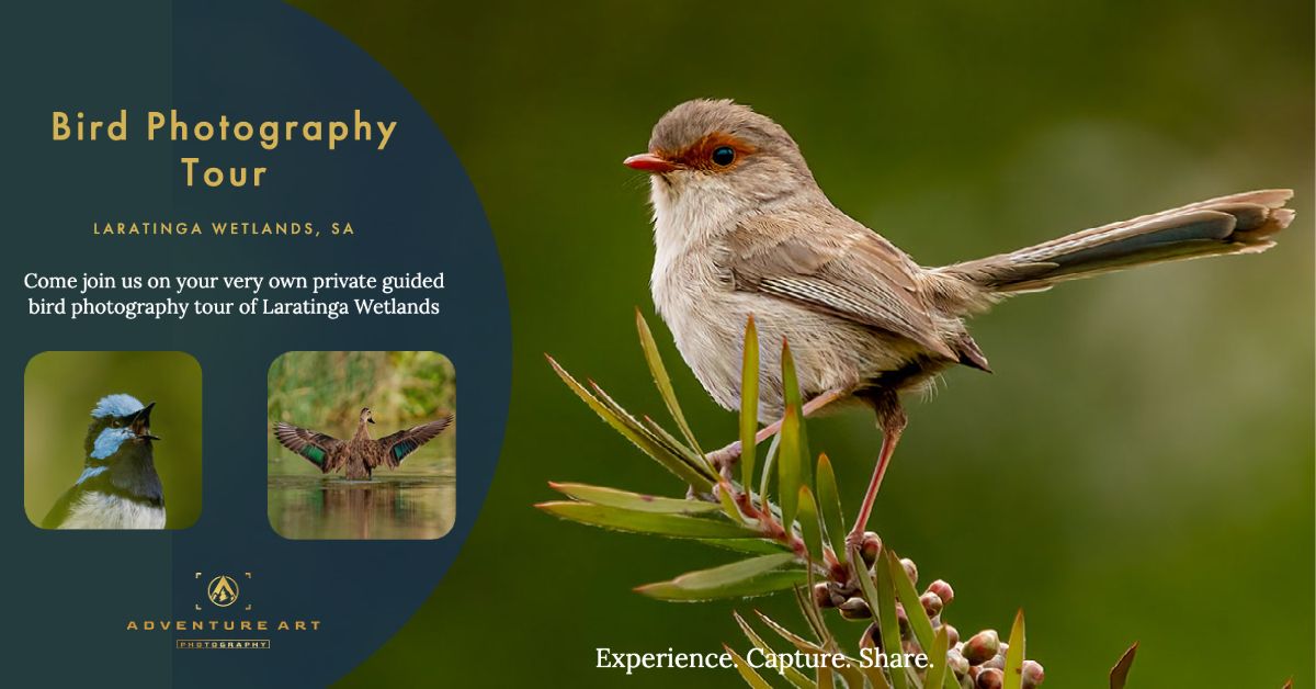 Private Guided Bird Photography Tour of Laratinga wetlands