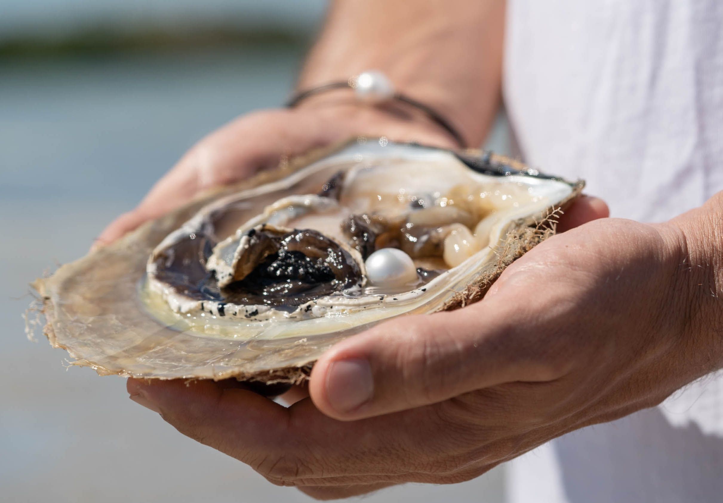 Cygnet Bay Explorer – Wet Season