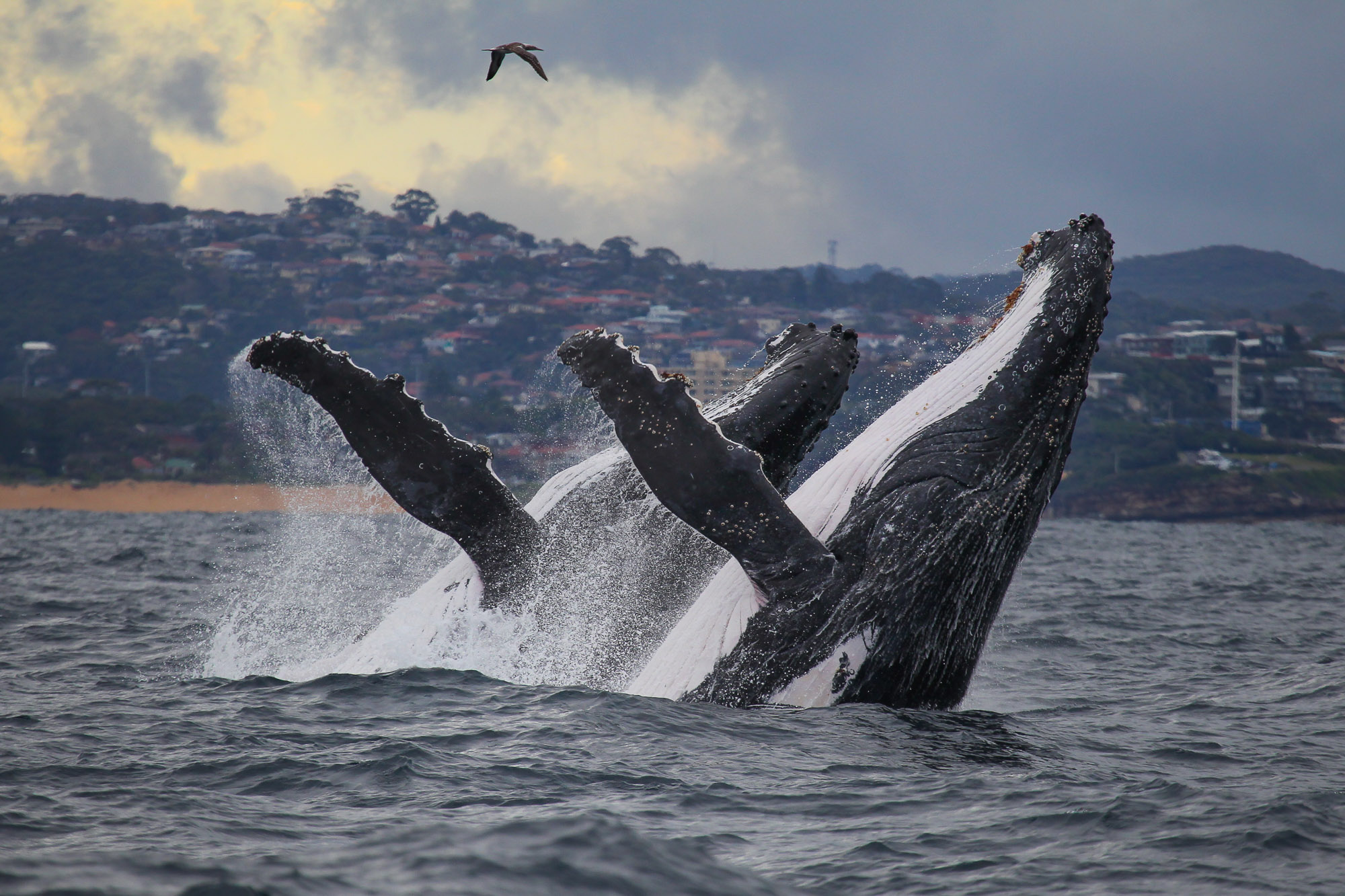 Jervis Bay Whale Watching with Kiama & Grand Pacific Drive From: Sydney (Private)