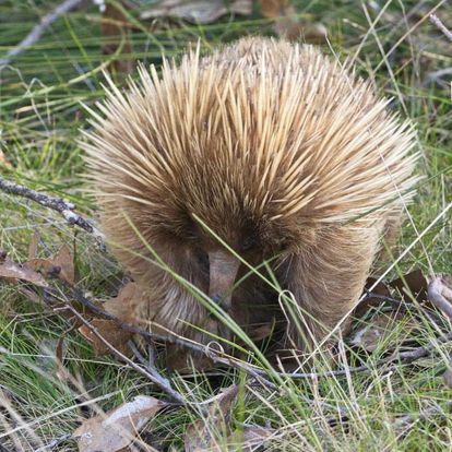 Kangaroo Island Scenic Nature and Wildlife Day Tour - Penneshaw Departures