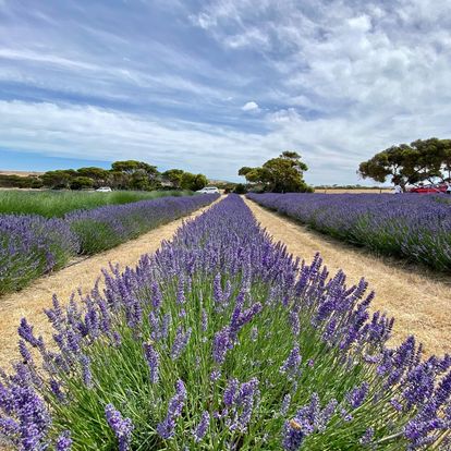 Kangaroo Island Shore Excursion Tasting Tour - For Cruise Ship Passengers Only