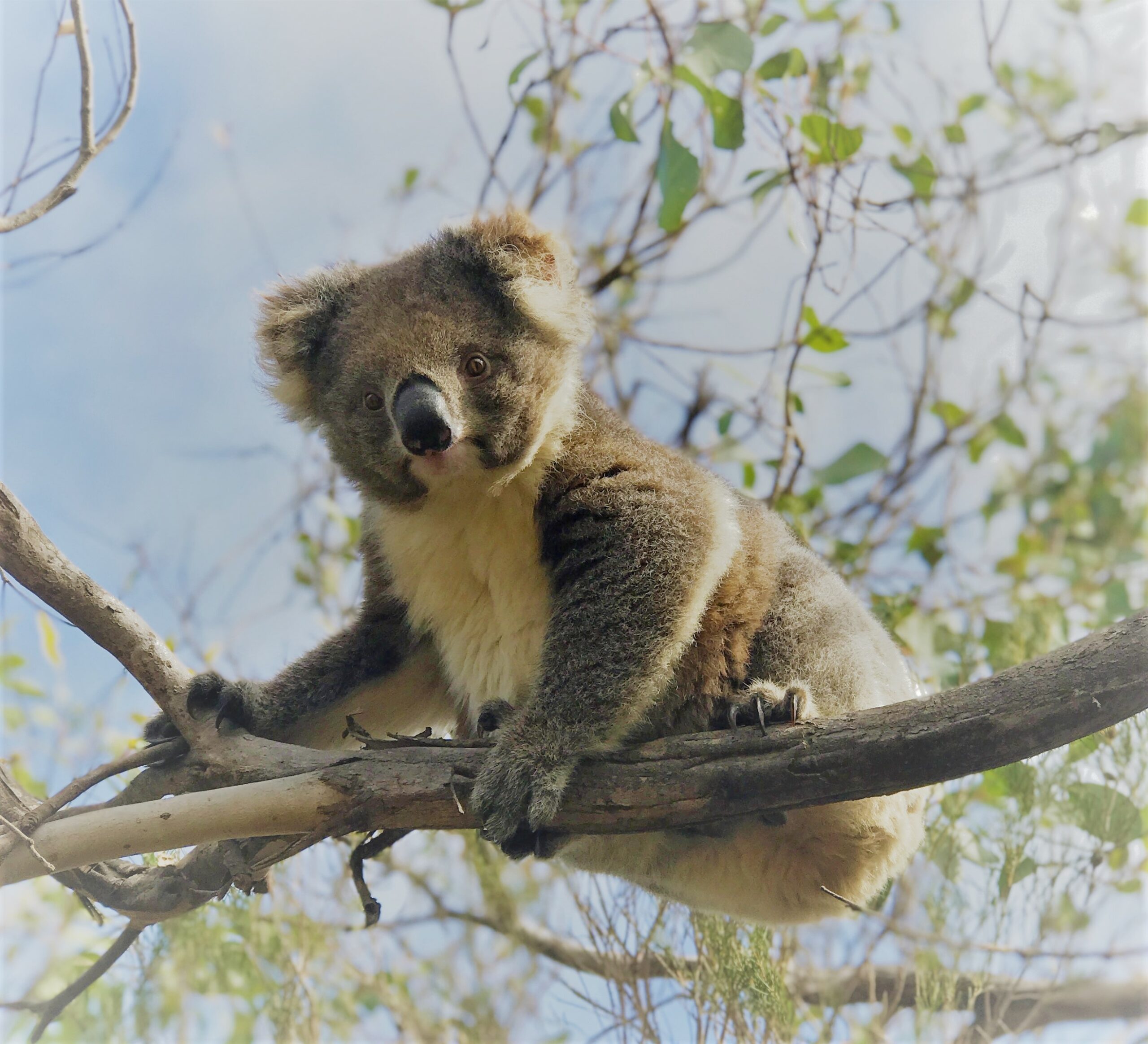 Kangaroo Island Scenic Nature and Wildlife Day Tour - Penneshaw Departures