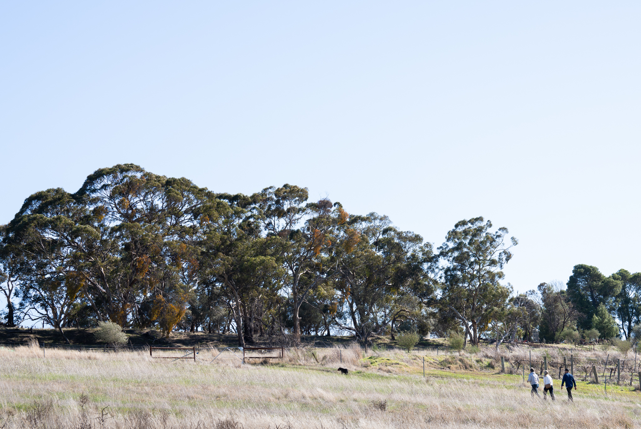 Watervale History Walking Tour & Picnic Pack