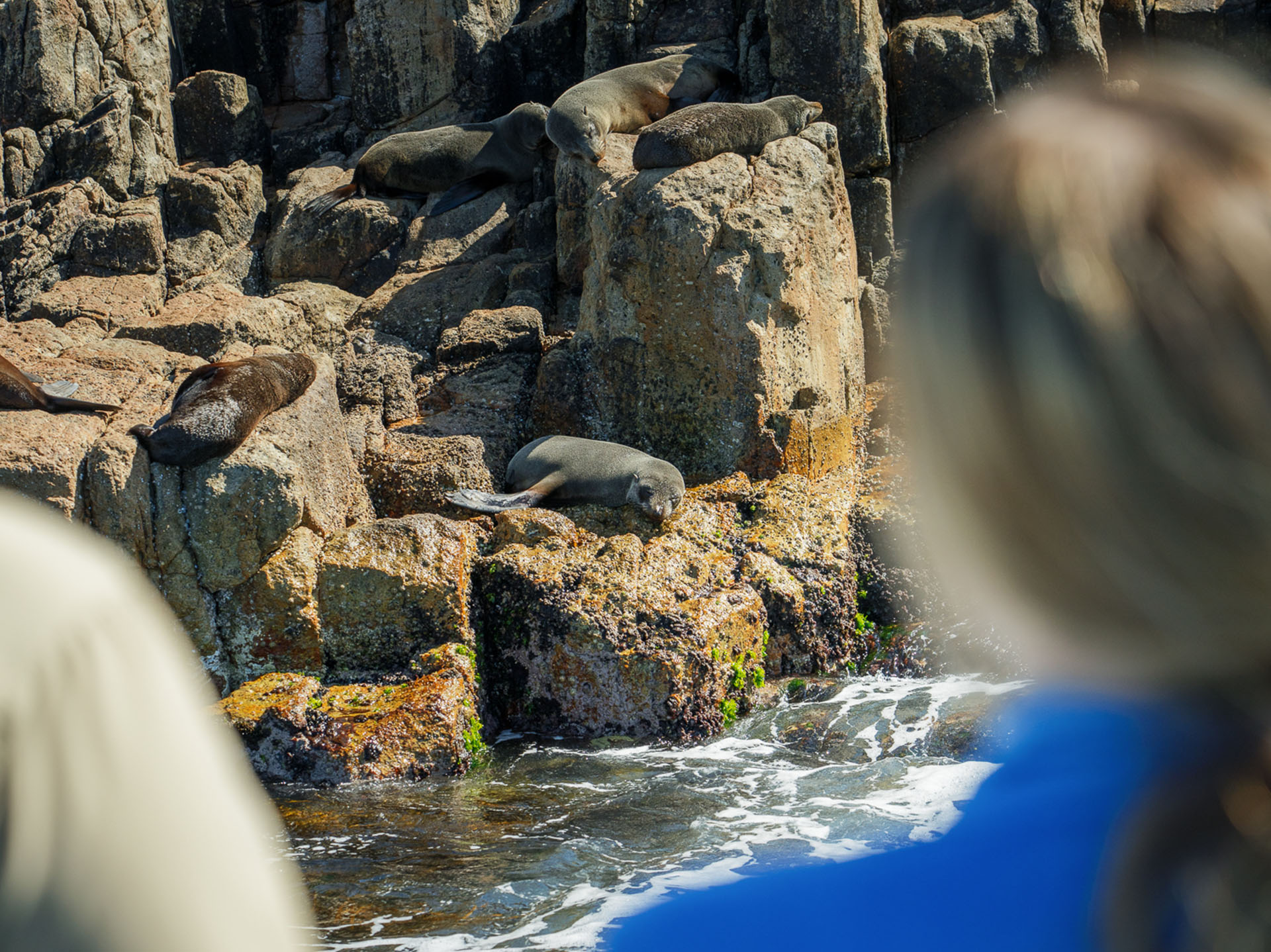 Freycinet Aqua Express Schouten Island Day Trip