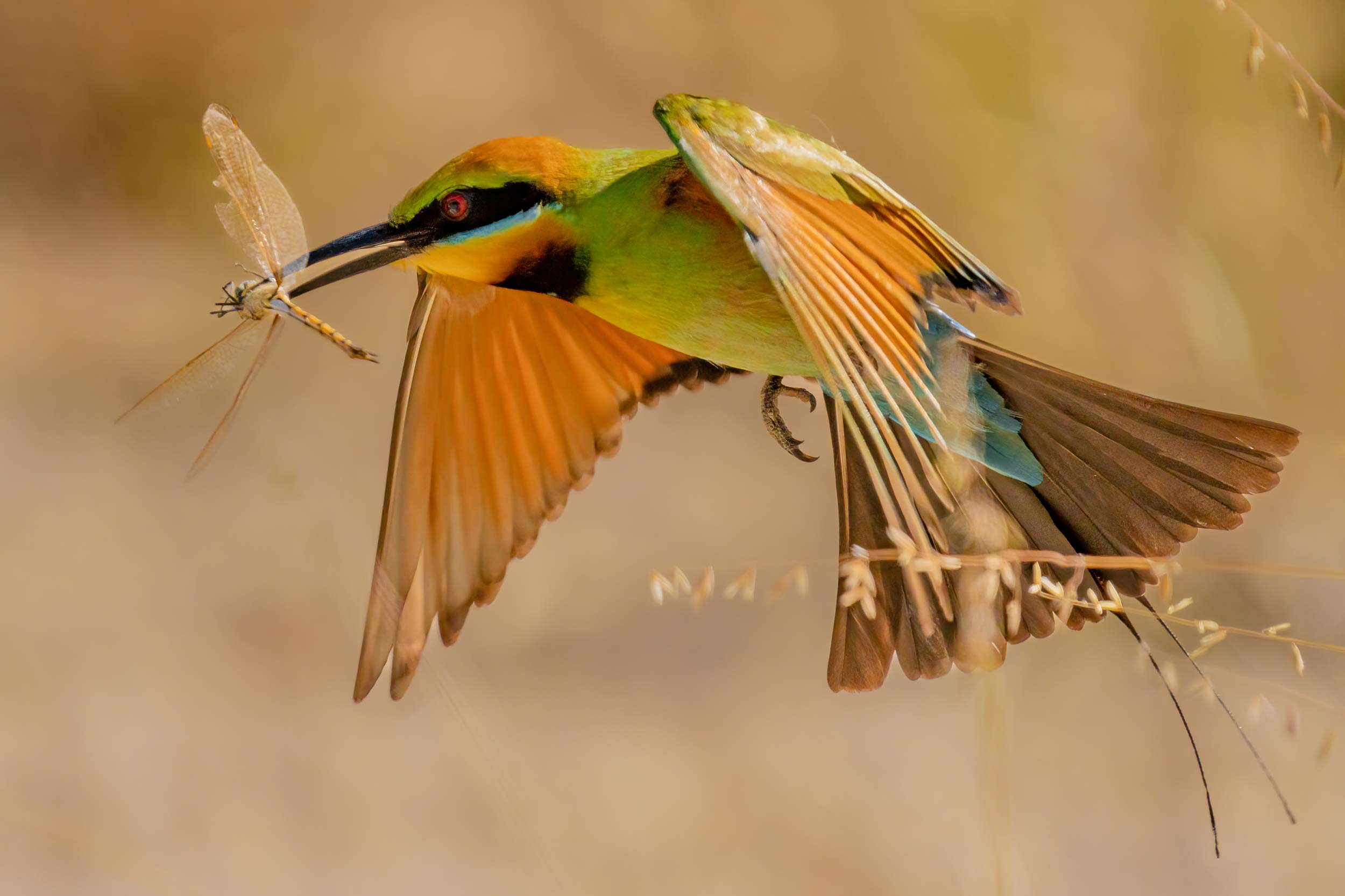 Rainbow Bee-eater Photography Experience