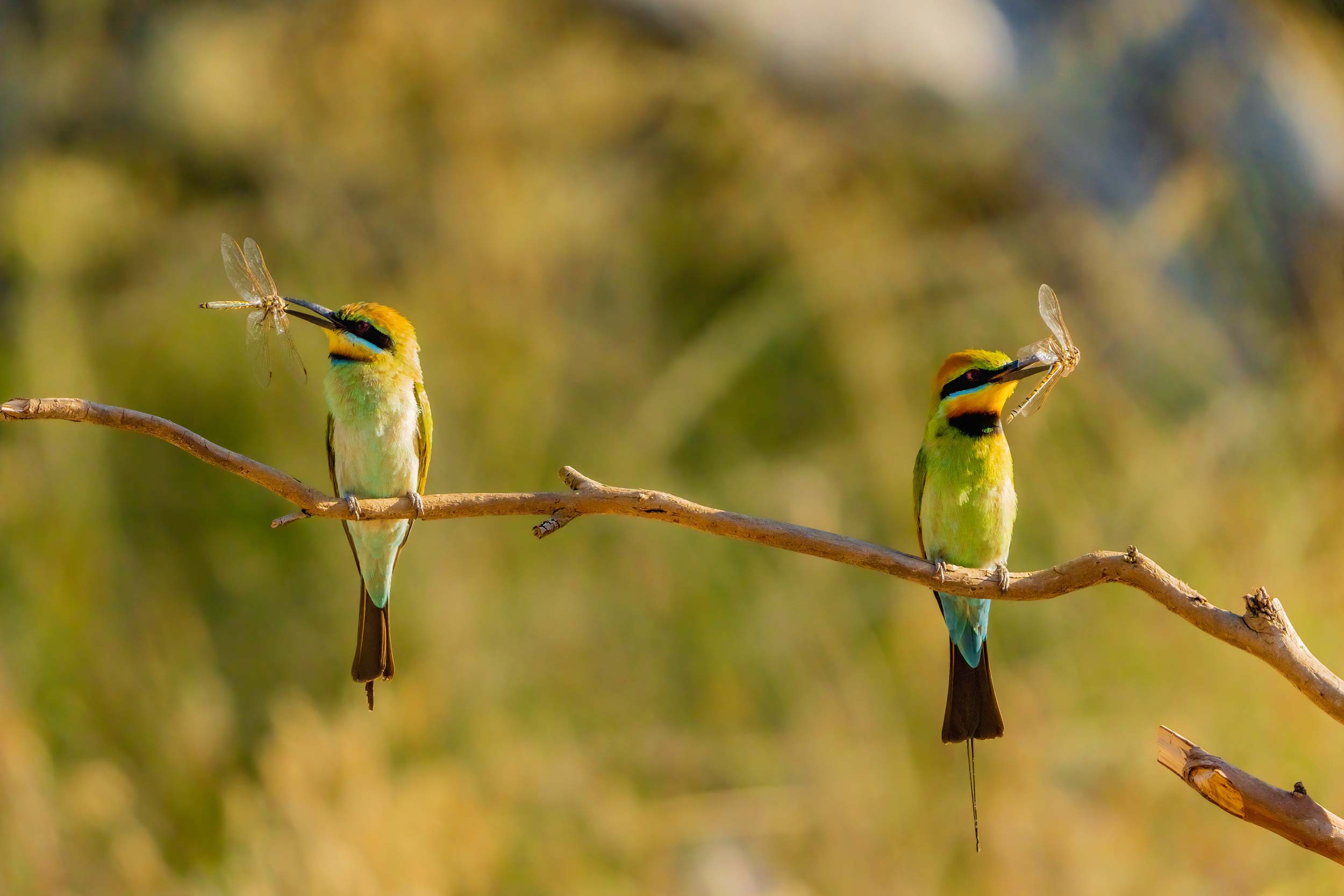 Rainbow Bee-eater Photography Experience