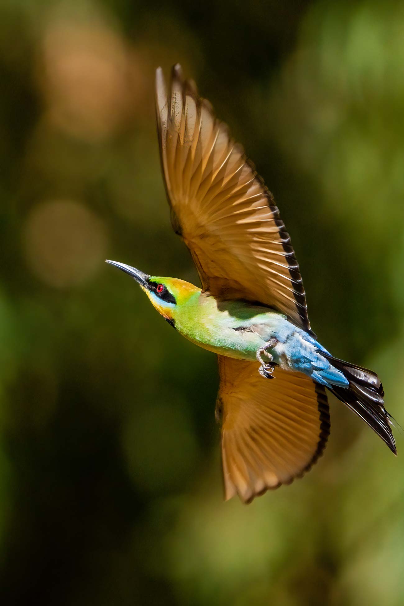 Rainbow Bee-eater Photography Experience