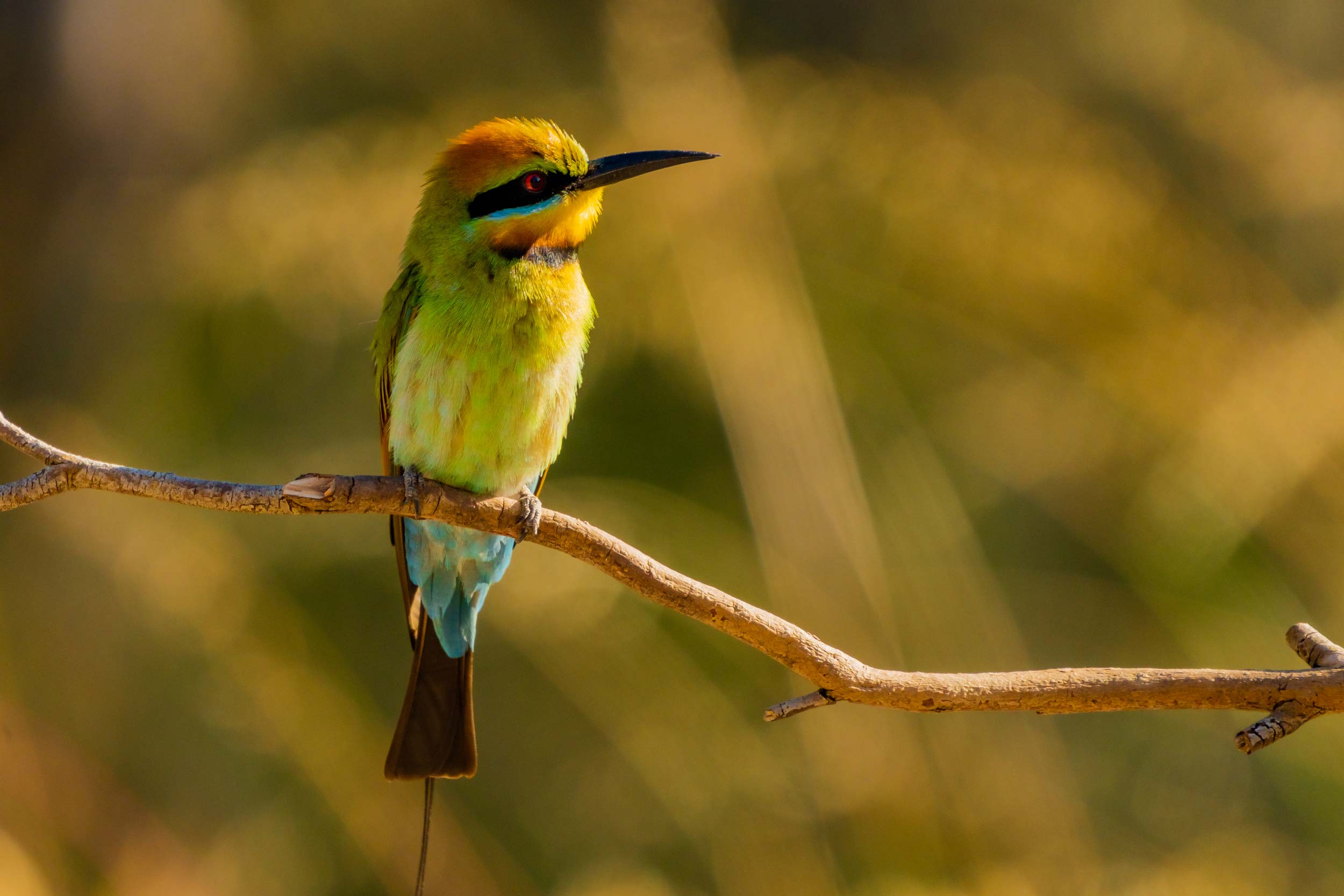 Rainbow Bee-eater Photography Experience