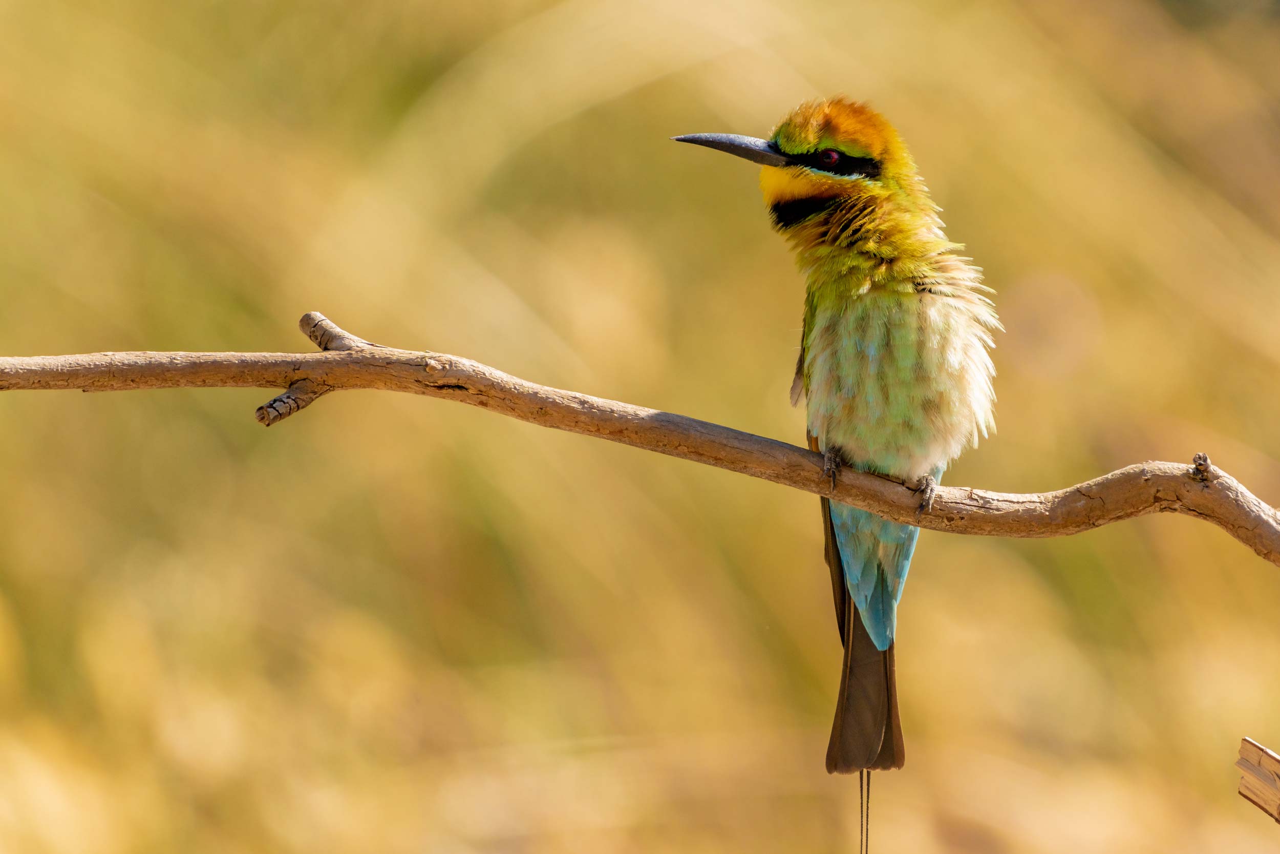 Rainbow Bee-eater Photography Experience