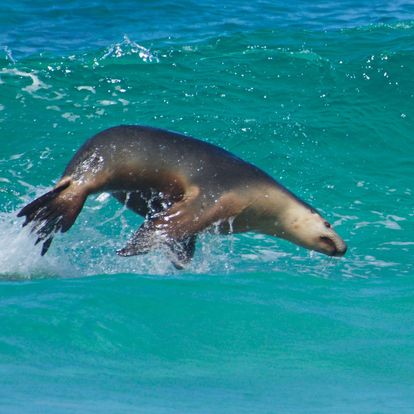 Kangaroo Island Scenic Nature and Wildlife Day Tour - Penneshaw Departures