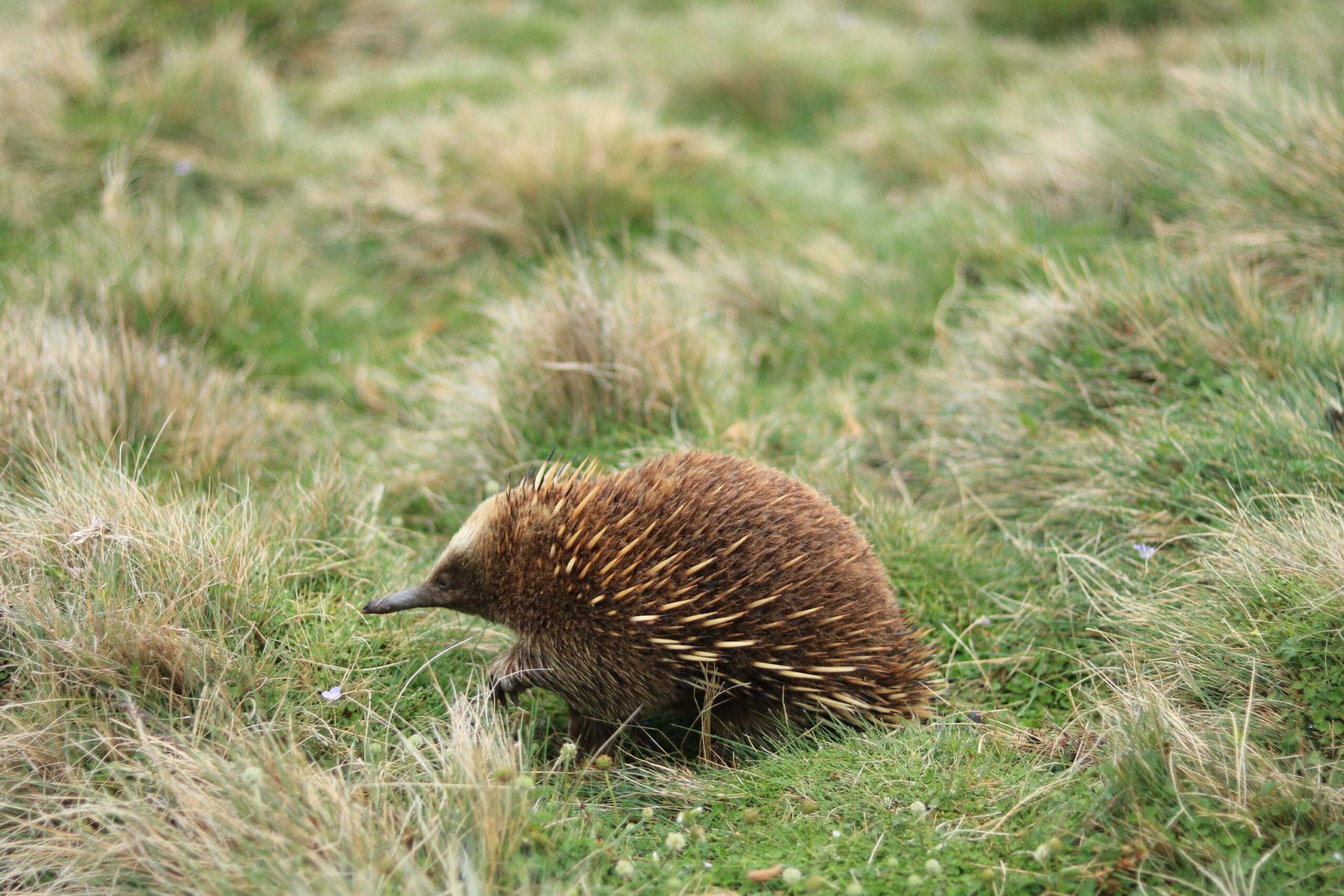 Tasman Peninsula