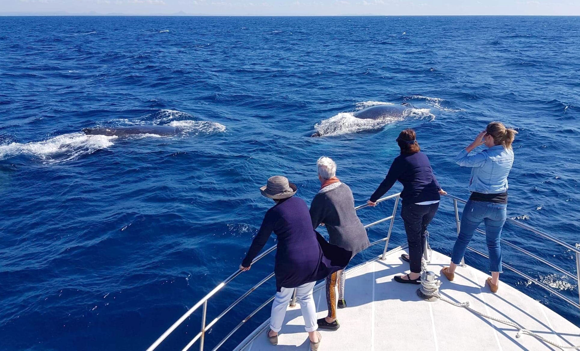 Jervis Bay Whale Watching with Kiama & Grand Pacific Drive From: Sydney (Private)