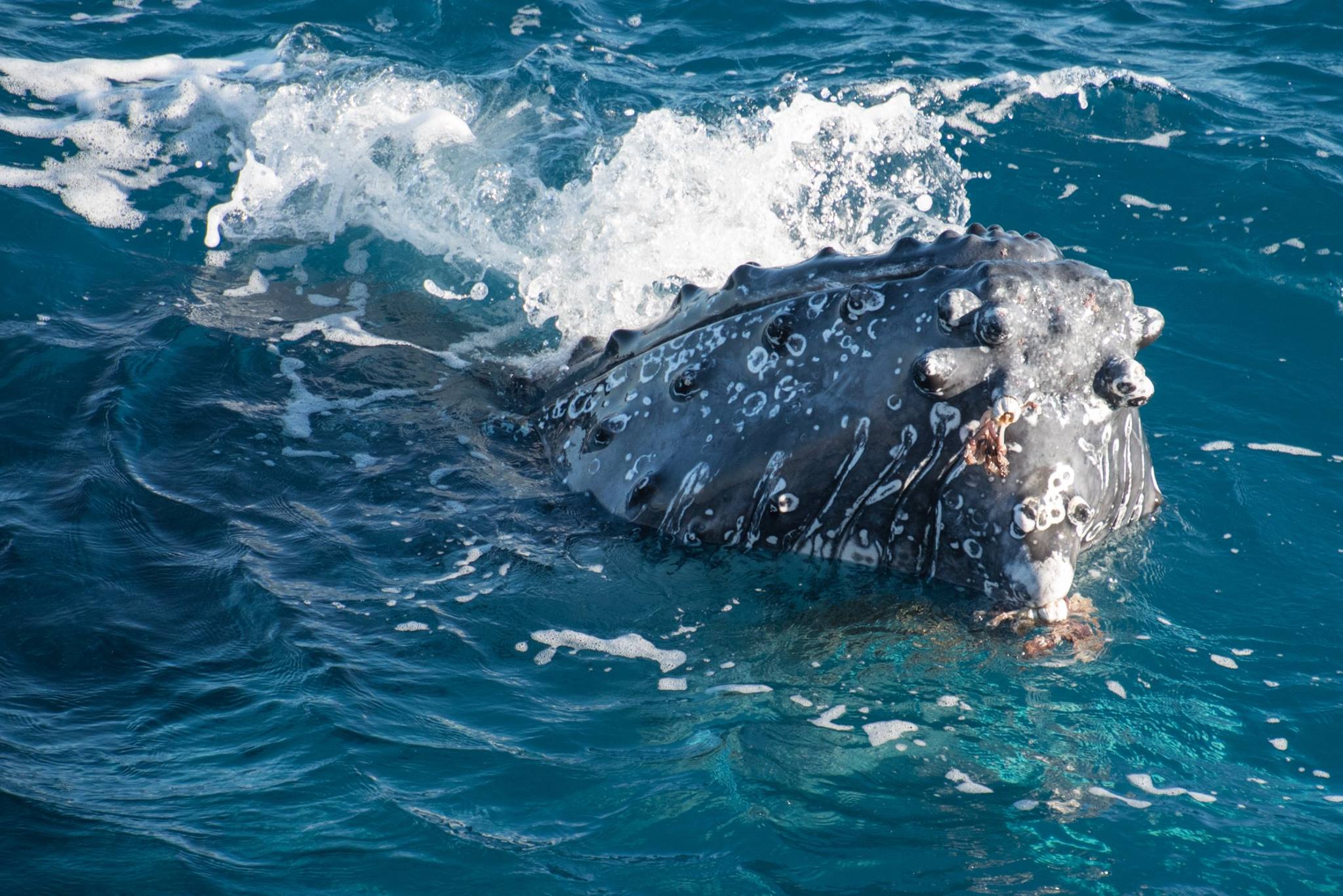 Whales & Lunch @ Fraser Island