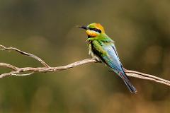 Rainbow Bee-eater Photography Experience