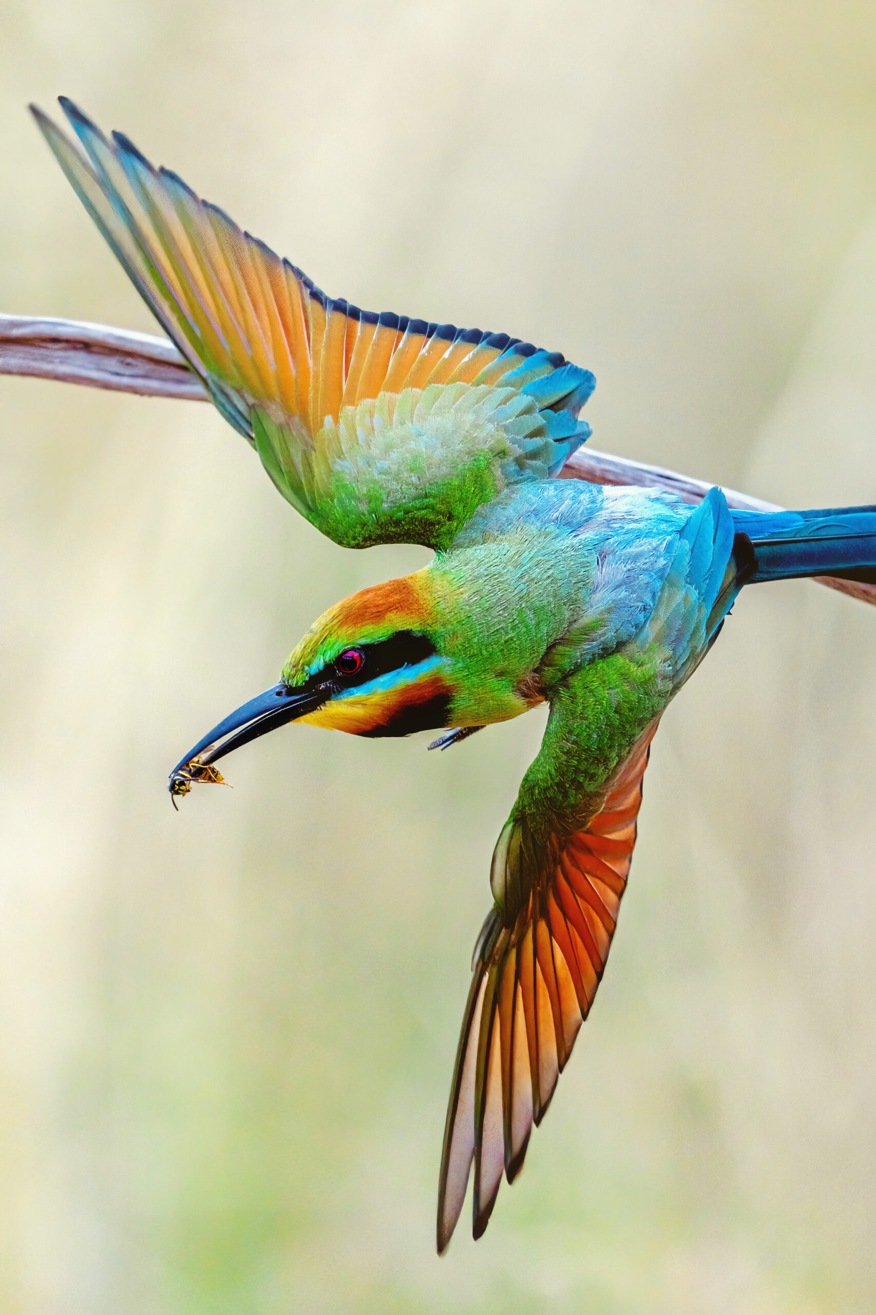 Rainbow Bee-eater Photography Experience