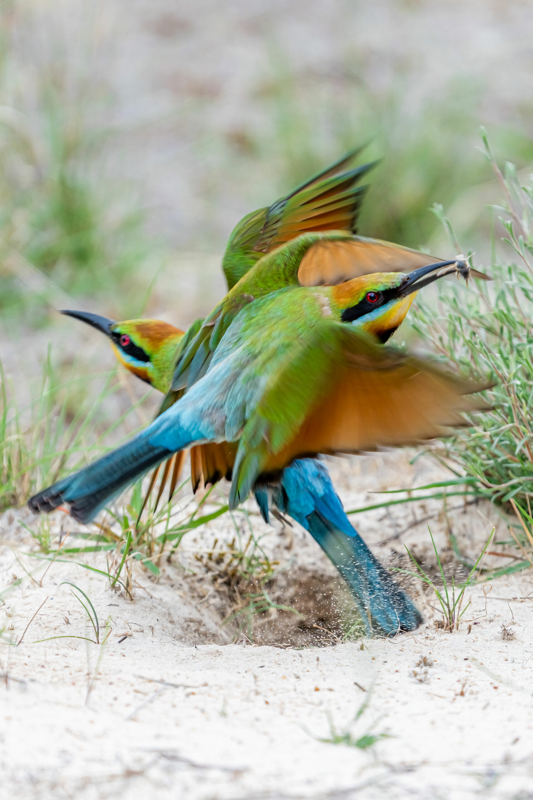 Rainbow Bee-eater Photography Experience