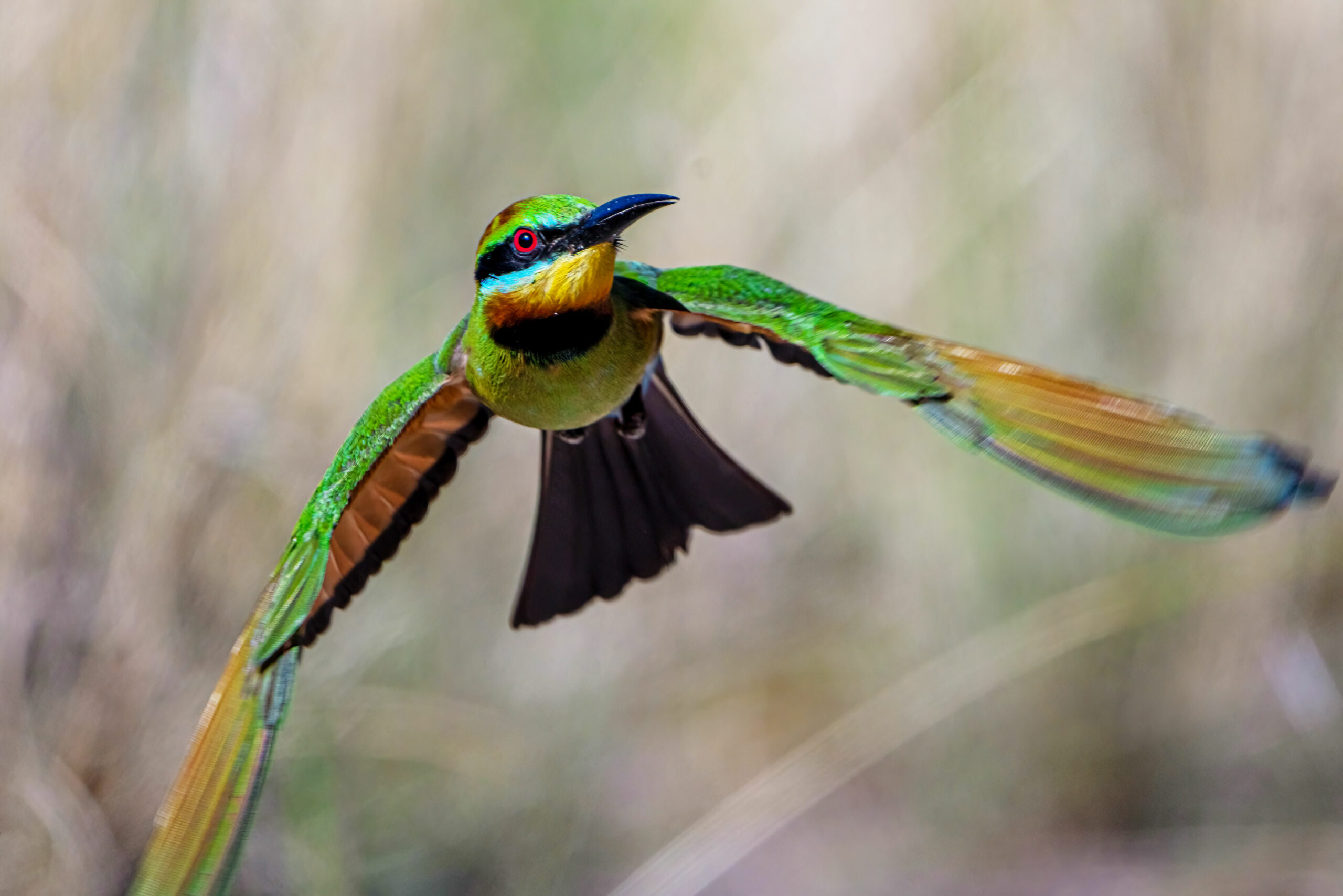 Rainbow Bee-eater Photography Experience