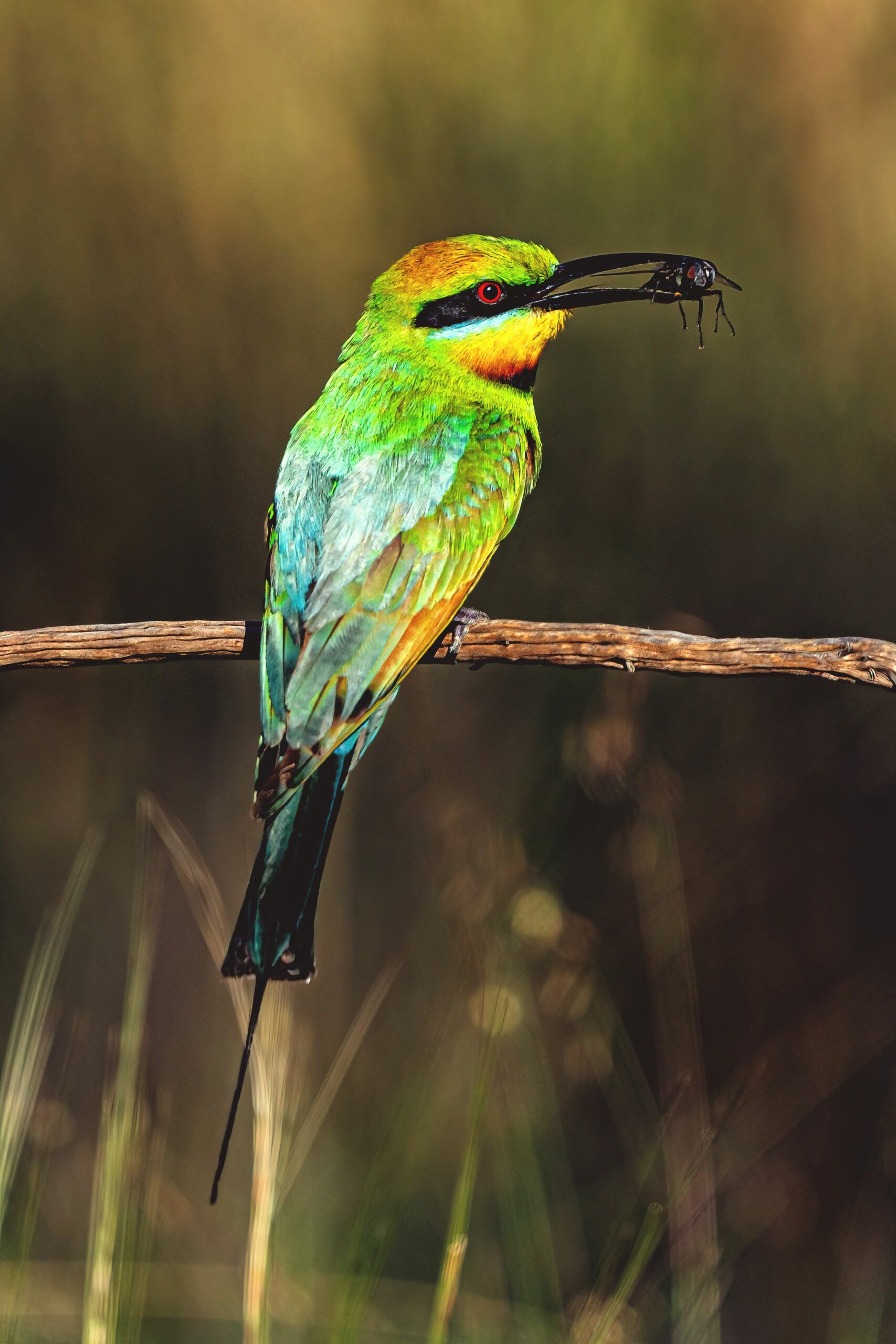 Rainbow Bee-eater Photography Experience