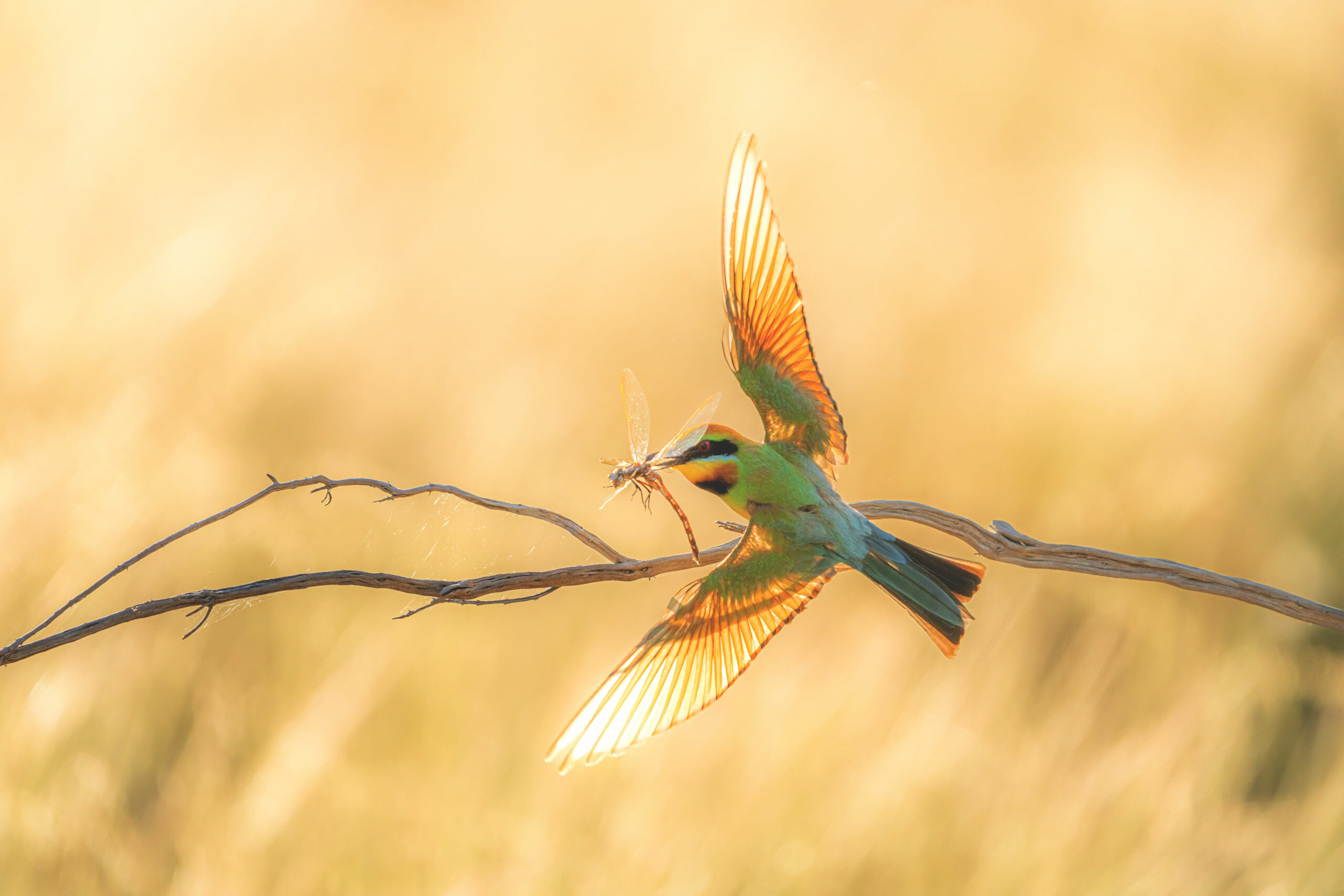 Rainbow Bee-eater Photography Experience