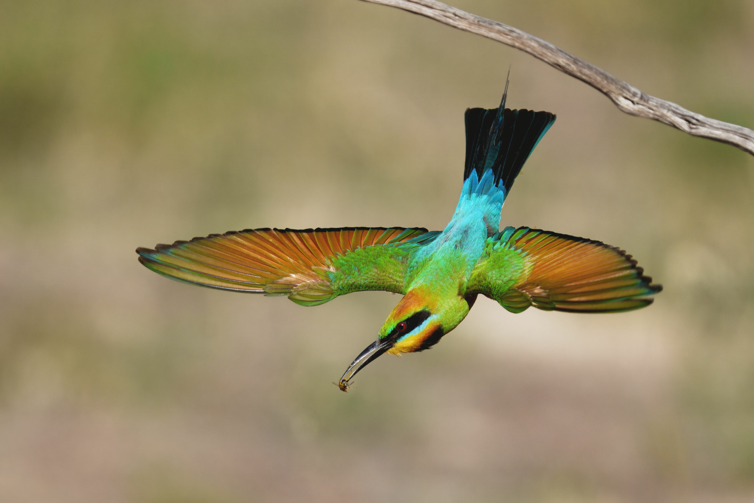 Rainbow Bee-eater Photography Experience