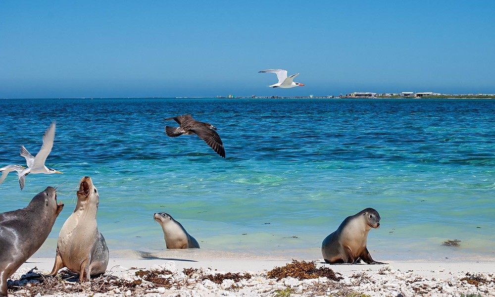 CARNAC ISLAND ECO TOUR