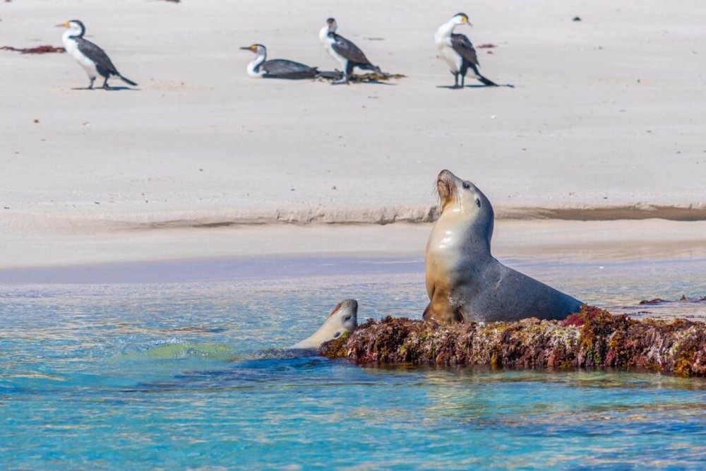 CARNAC ISLAND ECO TOUR