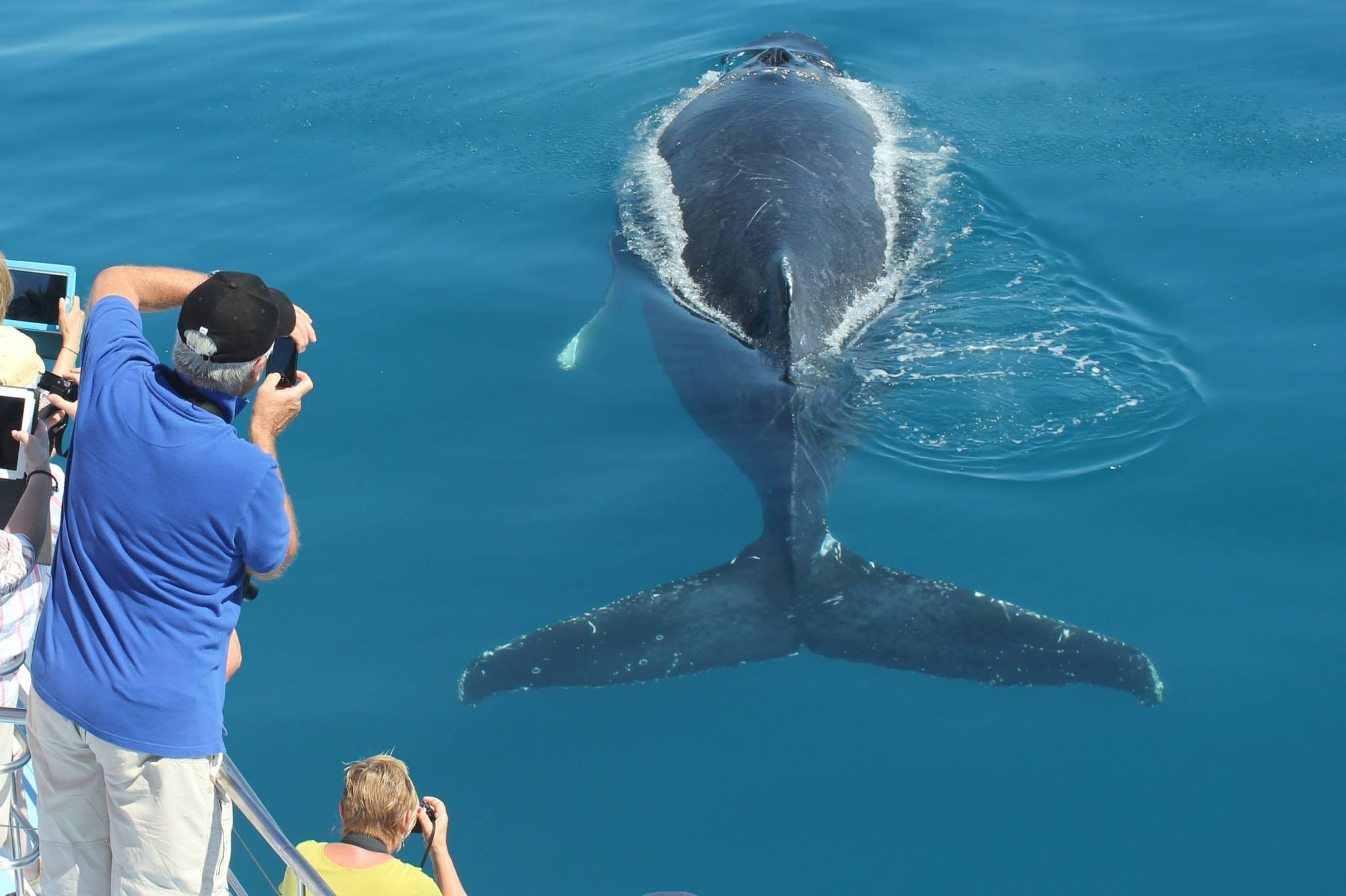 Freedom 3/4 Day Whale Watch Tour – spend more time with the whales