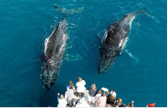 Freedom 3/4 Day Whale Watch Tour - spend more time with the whales