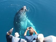 Freedom 3/4 Day Whale Watch Tour - spend more time with the whales