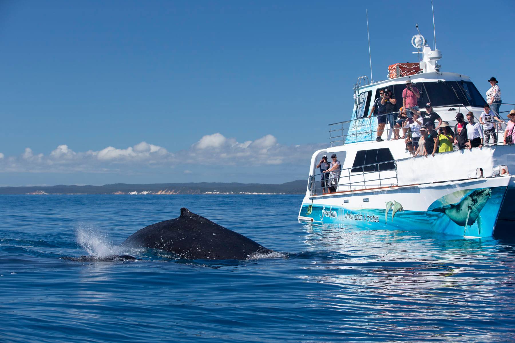 Freedom 3/4 Day Whale Watch Tour - spend more time with the whales