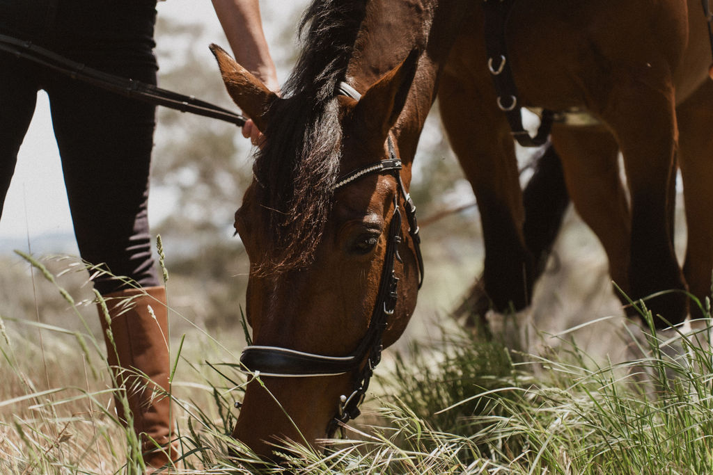 VIP Private Horse Trail Ride & Lunch with Megan Jones at Petaluma (TC)